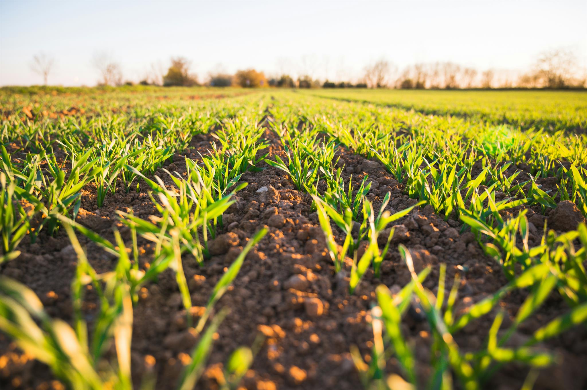 aufgehendes Gras auf einem Feld am Morgen