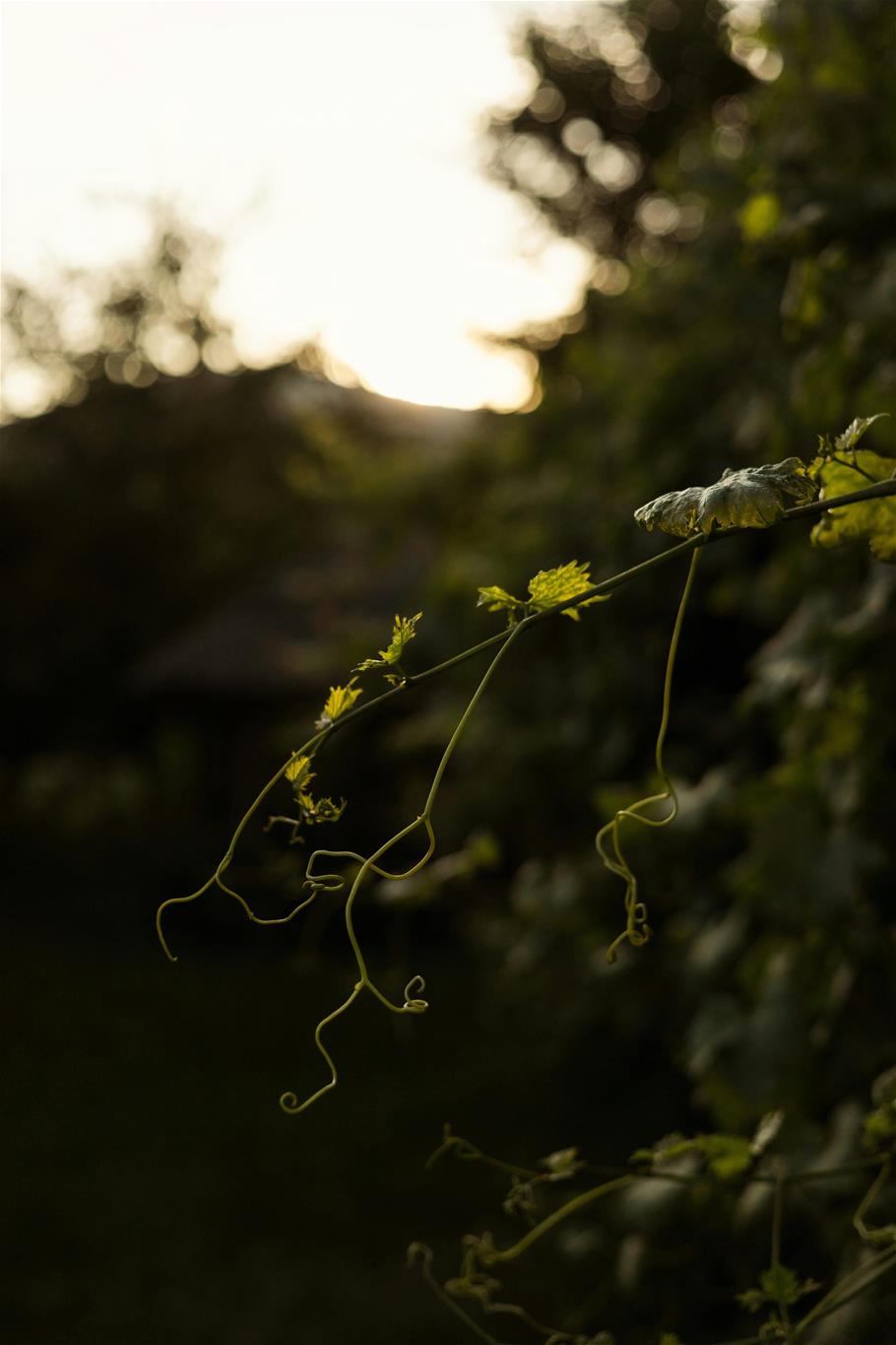 Nahaufnahme einer Blattpflanze mit der Sonne im Hintergrund